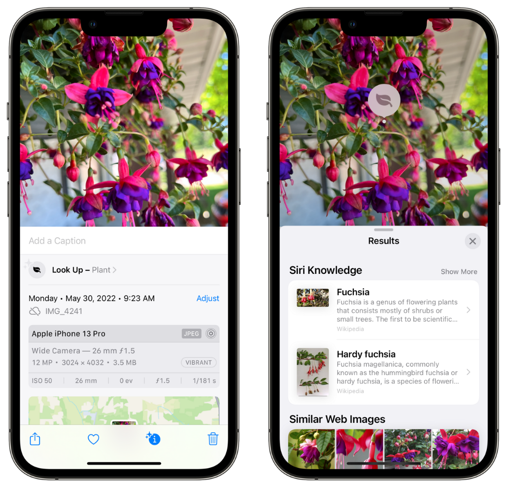 永城苹果手机维修分享小技巧：使用 iPhone 相机识别花卉植物 